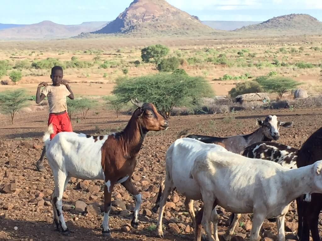 boy with goats