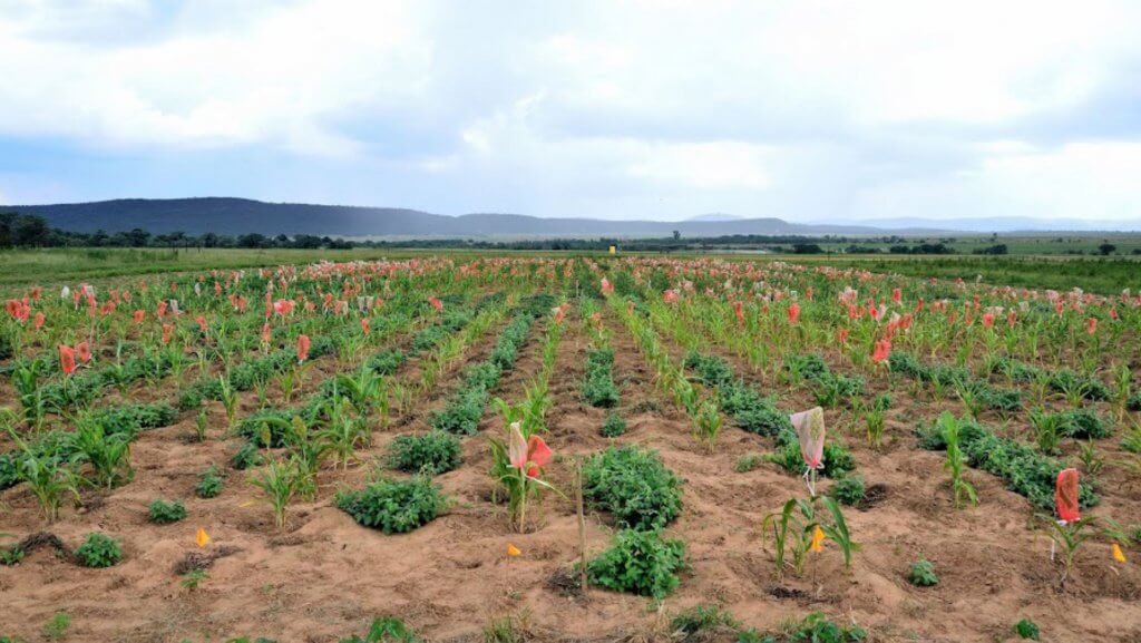 field of maize planted in zait pits
