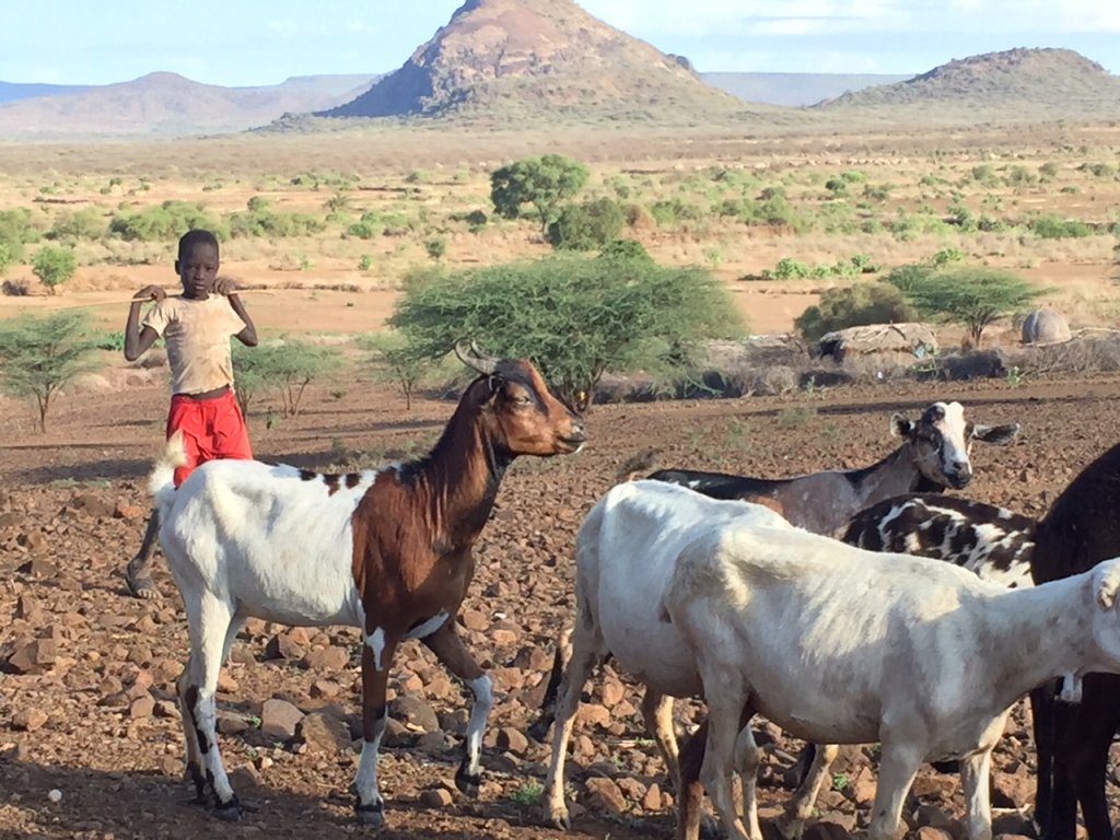 boy with goats